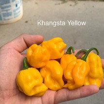 Ks Khangsta Yellow Pepper Seeds Fresh Seeds USA Seller - £9.09 GBP