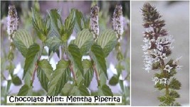 25 seeds chocolate mint herb plant seller home grown - $161.24 MXN