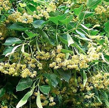 50 American Linden Tree  Great Flower seeds For Garden decore - $12.69