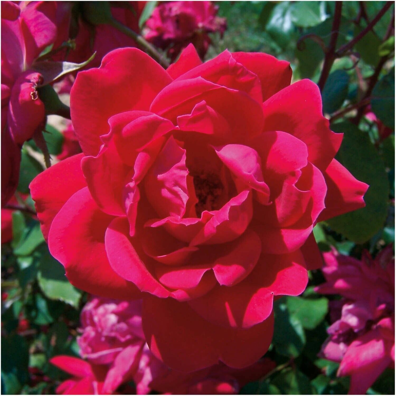 Primary image for (3) Unrooted Cuttings Cuttings Rose Bush Knock Out Red Red Dwar