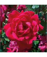 (3) Unrooted Cuttings Cuttings Rose Bush Knock Out Red Red Dwar - $23.20