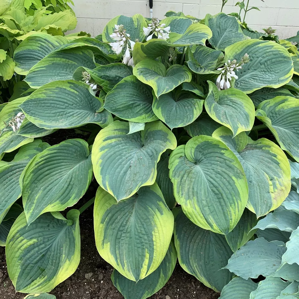 Hosta Tearms Of Endearment Large Non-Burning New 2.5 Inch Pot  - $28.35