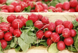 100 Pc Seeds Crimson Giant Radish Plant, Radish Vegetable Seeds for Planting |RK - £14.20 GBP