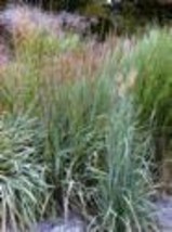 Sorghastrum Nutans Ornamental Grass Seeds New Fast Shipping - $337.12 MXN