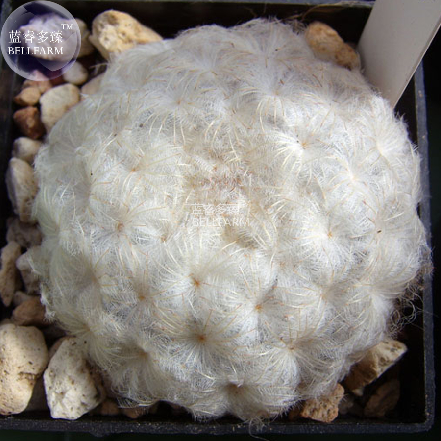 Mammillaria Plumosa Feather Cactus Seeds 10 Seeds Pack Ornamental Bonsai Succule