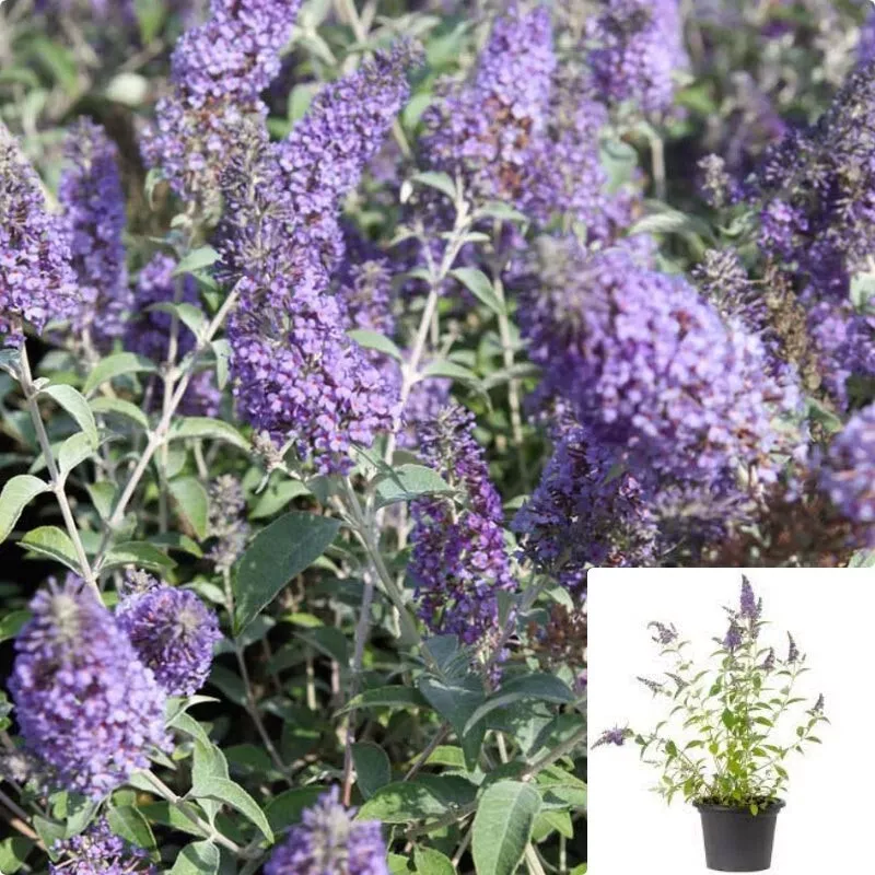 Buddleia Davidii Lochinch 1 Gallon Plant Butterfly Bush Summer Live plant - $814.86 MXN