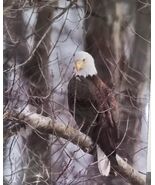 Bald Eagle Picture ~ Wooded Background ~ Card Stock ~ Photography ~ 8" x... - $40.00