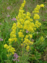 Lady&#39;s Bedstraw - Galium verum - 1000+ seeds - Semillas - Graines - Same... - $68.74 MXN