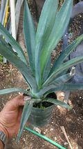 Agave dasylirioides live plant 11''-15'' Outdoor Living  - $76.99