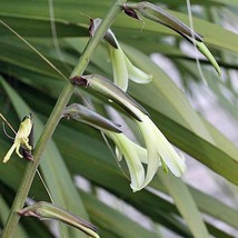 Puya Mirabilis Bolivian Puya 100 Seeds Fresh Seeds - £12.11 GBP