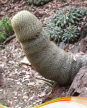 SEED Sexy Cactus Seeds Indoor Outdoor Planting available - $4.99