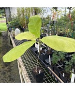 SEPTH Magnolia Macrophylla Bigleaf Magnolia 10 Inch Tall Ships Bare Root - $69.74