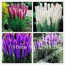 100 Seeds Liatris Spicata Seeds Flamingo Cockscomb Celosia Spicata Bonsai Plant  - $9.69