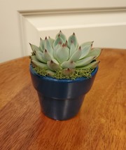 Succulent in Teal Blue Planter, 3" Live Plant Echeveria Parva in Terracotta Pot image 2