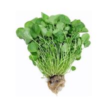Fresh Garden 60000 Cress Upland Herb Great For Sprouting Seeds BULK Seeds - $17.00