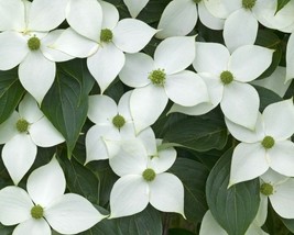 Cornus Kousa Chinensis (Chinese Dogwood) 5 seeds - £1.17 GBP