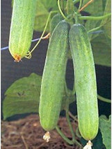 SGH 25 Seeds Lucky Dance Cucumbers Planting Edible Food Easy To Grow - £4.23 GBP