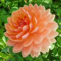 25 Rancho Dahlia Seeds Flower Perennial Flowers Seed Flowers Bloom Fresh... - $8.98