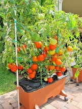 SGHOST 25 Patio Bush Tomato Seeds Organic Compact 36&quot; Plant Vegetable Garden Con - $10.61