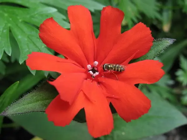 25 Vesuvius Campion Red Orange Lychnis Arkwrightii Catchfly Flower Seeds Combsh  - £6.29 GBP