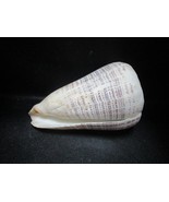 Conus Biliosus shell maddras cover (India) 7 x 4.50&quot; - $128.99 CAD