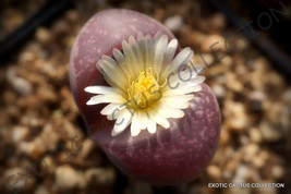 RARE LITHOPS OPTICA RUBRA mesembs exotic succulent living stones cactus ... - $8.99