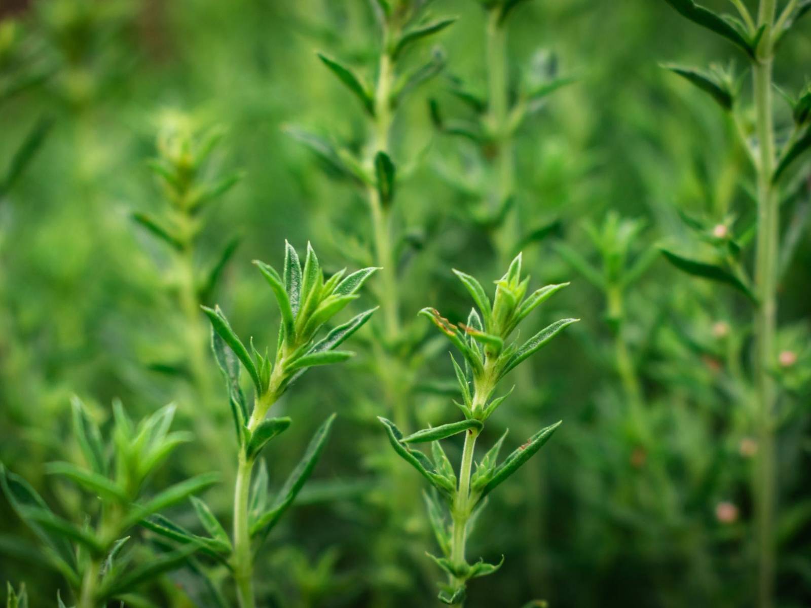 Summer Savory Herb Organic Herb Seeds Herbs At Home Fresh Seeds - $2.98
