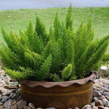 Asparagus Fern Meyeri Seeds Asparagus Foxtail Flower Seed 10 Seeds Fresh USA Fas - £15.06 GBP