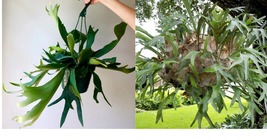 Live Plant Staghorn Fern Netherlands Elkhorn - Playtcerium bifurcatum FR... - £35.54 GBP
