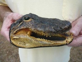 (G-Def-78) 6-1/8&quot; Deformed Gator ALLIGATOR Aligator HEAD teeth TAXIDERMY... - £54.41 GBP