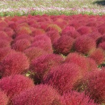 Seeds USA Seller Kochia Scoparia Or Burning Bush Seeds - £7.89 GBP