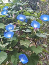 FA Store Morning Glory Heavenly Blue 20 Organic Seeds Heirloom Open Pollinated - £6.37 GBP