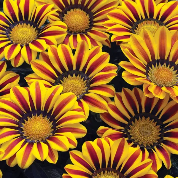 Fresh Exotic Gazania Flower Seeds 100+ Seeds To Grow Made In Usa Ships From Iowa - £15.82 GBP