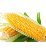 BPA 500 Seeds Sweet Golden Bantam Corn Seeds Heirloom Organic Non Gmo Fr... - £21.78 GBP