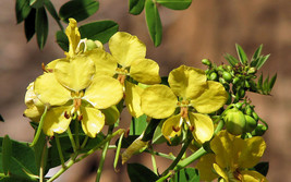 Senna Mexicana v. Chapmanii exotic cassia RARE BAHAMA Chapman plant seed 5 seeds - £7.05 GBP