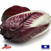 Radicchio Seeds Rouge De Verona Heirloom Vegetable Non-Gmo Garden Usa Shipping - £5.62 GBP