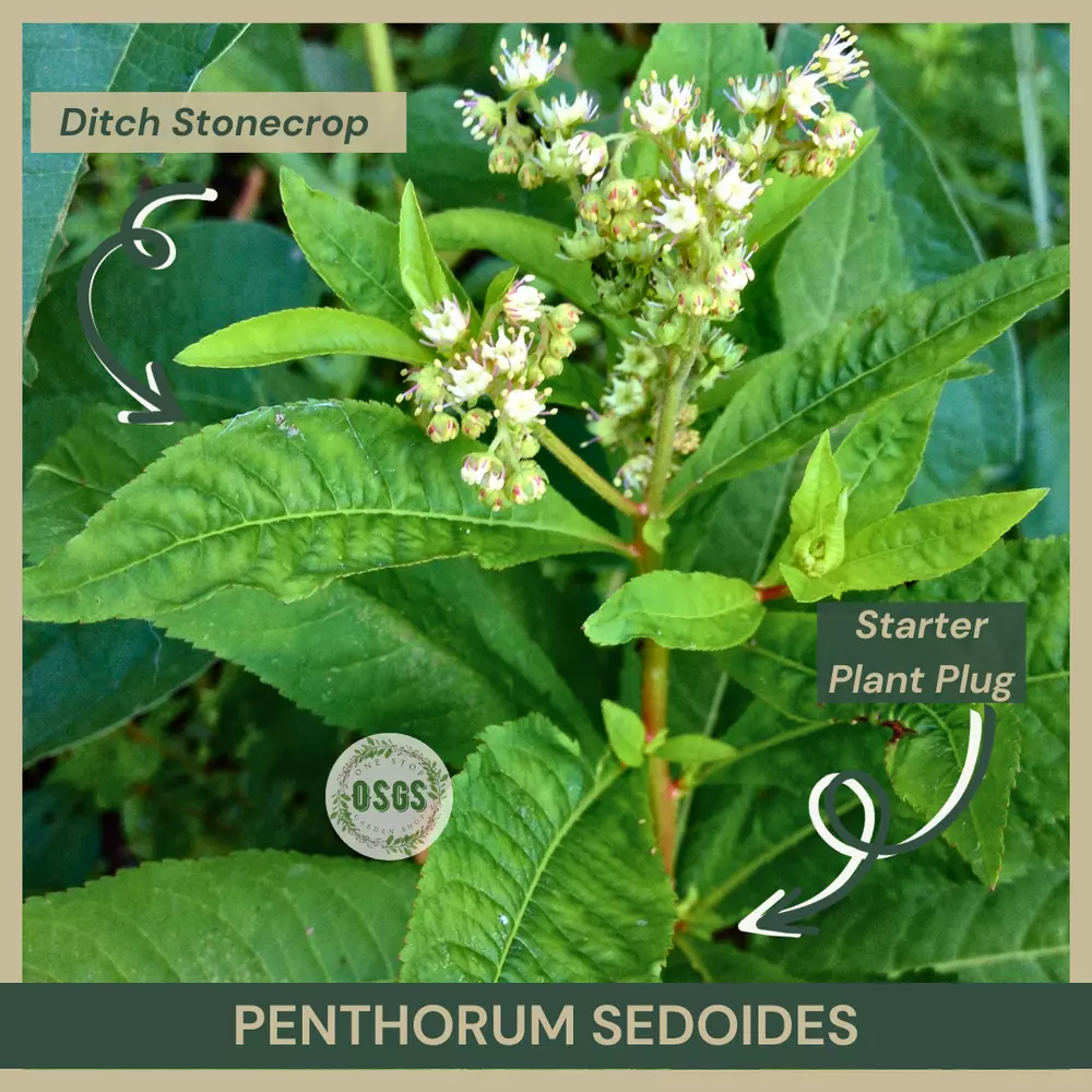 Starter Plant Plug Penthorum sedoides Ditch Stonecrop Native - $19.79