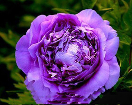 5 Hydrangea Purple Peony Flower Seeds for Garden - £7.94 GBP