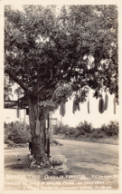 Florida~Sausage Tree + Bearing Coconut Tree~Lot Of 2 1930s Real Photo Postcards - £10.81 GBP
