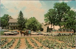 Pennsylvania The Amish Farm and House U.S. Rte 30 Grey Line Bus Postcard Y20 - £5.45 GBP
