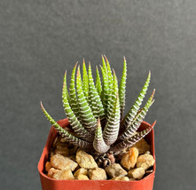 VP Haworthia Attenuata Big Band Zebra Zebrina Exotic Rare Succulent 2&quot; - £12.05 GBP