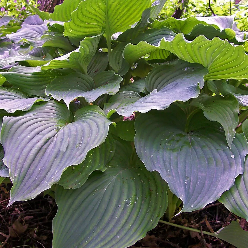 Hosta Komodo Dragon 5.25 Inch Pot Well Rooted Huge Giant - $34.69