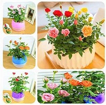 USA SELLER Mini Rose Bonsai Miniature Rose Bonsai A Little Cute Plants For Minia - £12.50 GBP