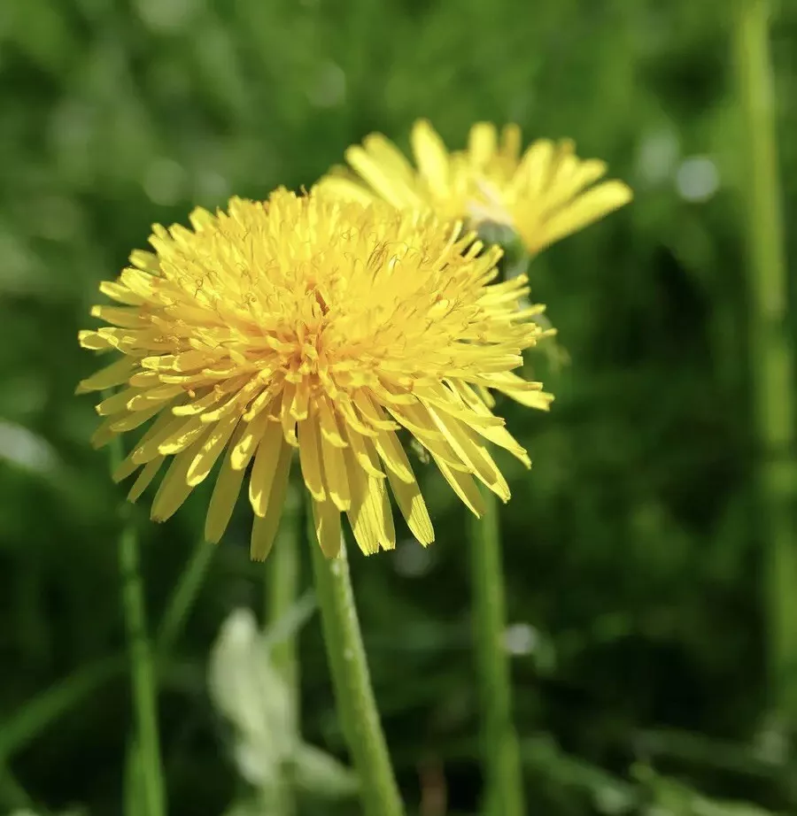 Dandelion 250 Seeds Taraxacum officinale Seeds From US - $7.99