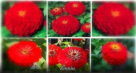 Item image 1 image 1