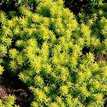 50+ Sedum Reflexum Flower Seeds Container Drought Tolerant Perennial - $9.84