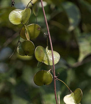 FREE SHIPPING Dioscorea oppositifolia Chinese Wild Yam Cinnamon Vine 20 Seeds - £13.74 GBP