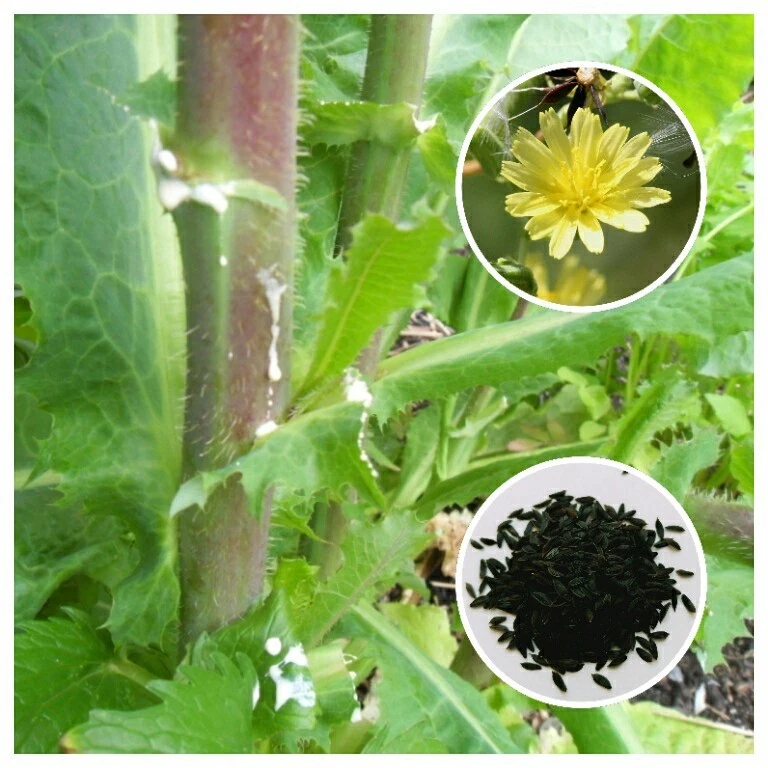 Wild Lettuce (Lactuca virosa) 25+ Seeds ** - $16.65