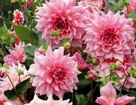 50 SEEDS Pink Red Dahlia Flower Seeds - £7.82 GBP
