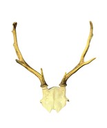 Real Fallow Deer Skull - European Mount REAL Fallow Buck Skull 18HX18WX1... - $147.58 CAD